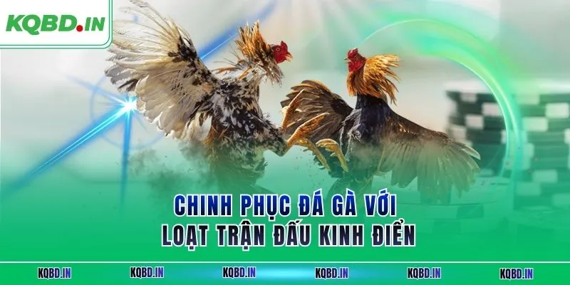 Chinh phục đá gà với loạt trận đấu kinh điển